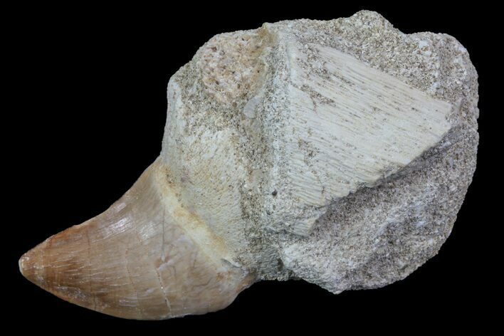 Rooted Mosasaur (Prognathodon) Tooth #72865